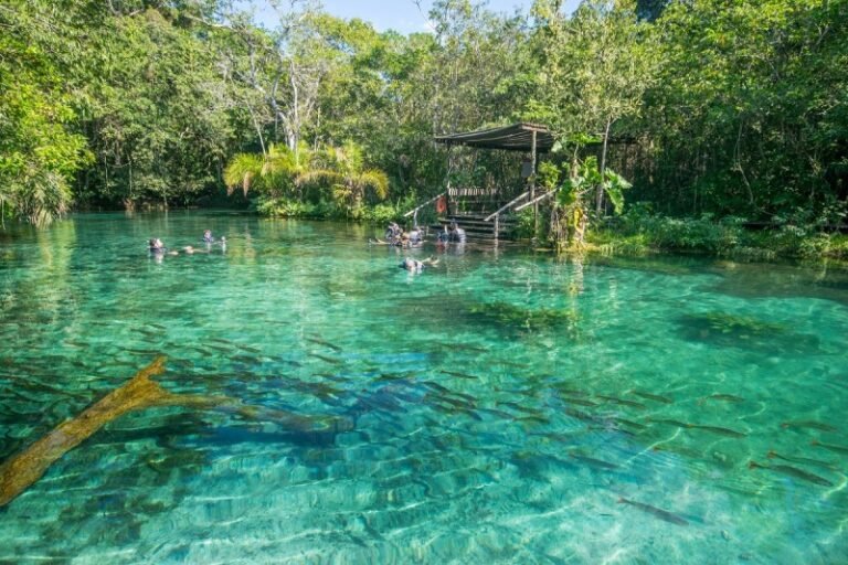 Bonito