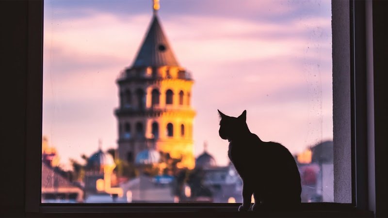 Turismo felino: os gatos que conquistaram Istambul