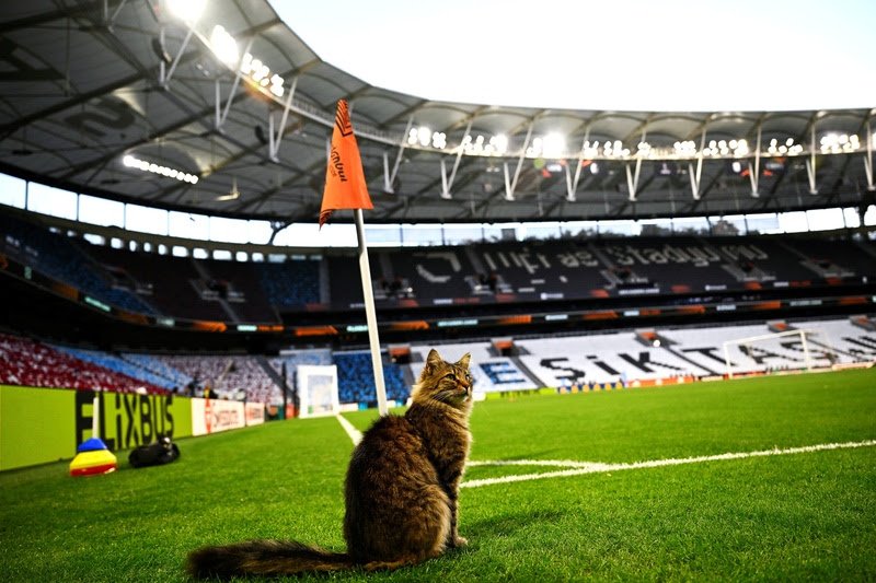 Turismo felino: os gatos que conquistaram Istambul