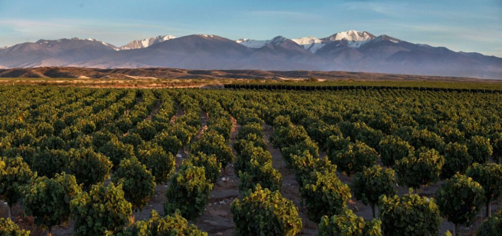 Vinhos da Doña Paula estão entre os melhores da Argentina, segundo James Suckling