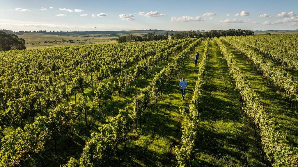 Cerro de Pedra apresenta novos vinhos na ProWine São Paulo 2026